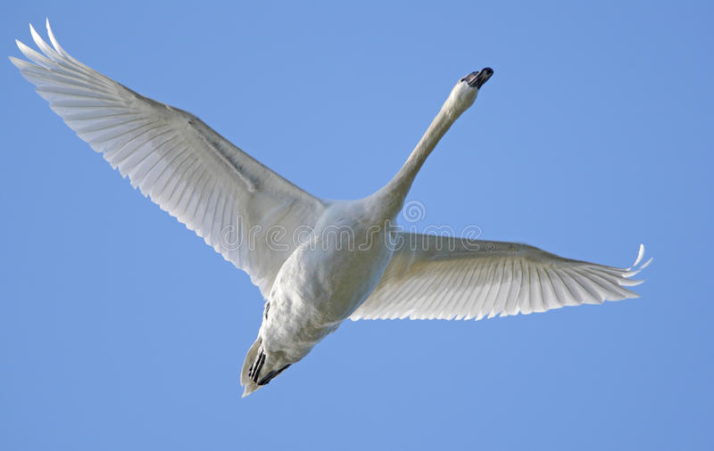 Detail Swan Flying Images Nomer 33