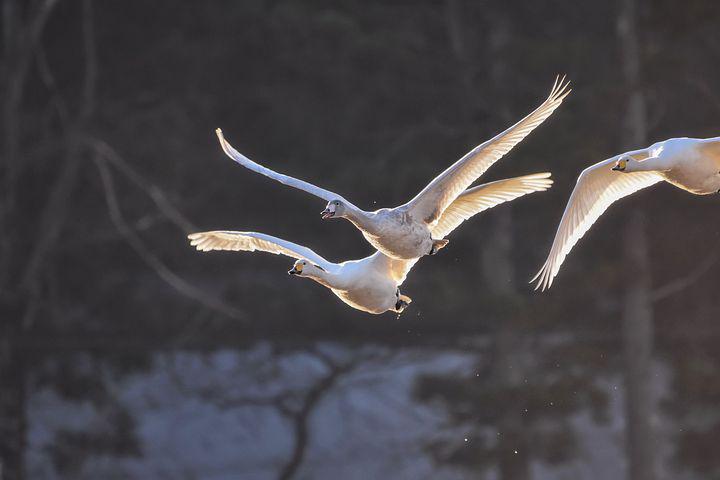 Detail Swan Flying Images Nomer 34