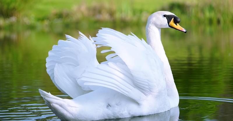 Detail Swan Flying Images Nomer 36