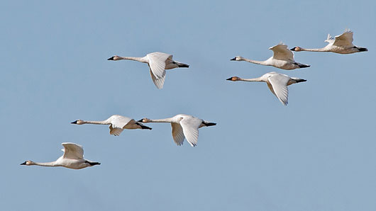 Detail Swan Flying Images Nomer 37