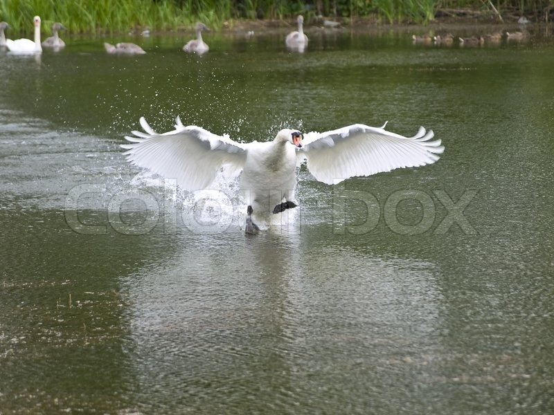 Detail Swan Flying Images Nomer 39