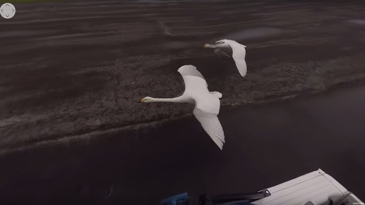 Detail Swan Flying Images Nomer 40