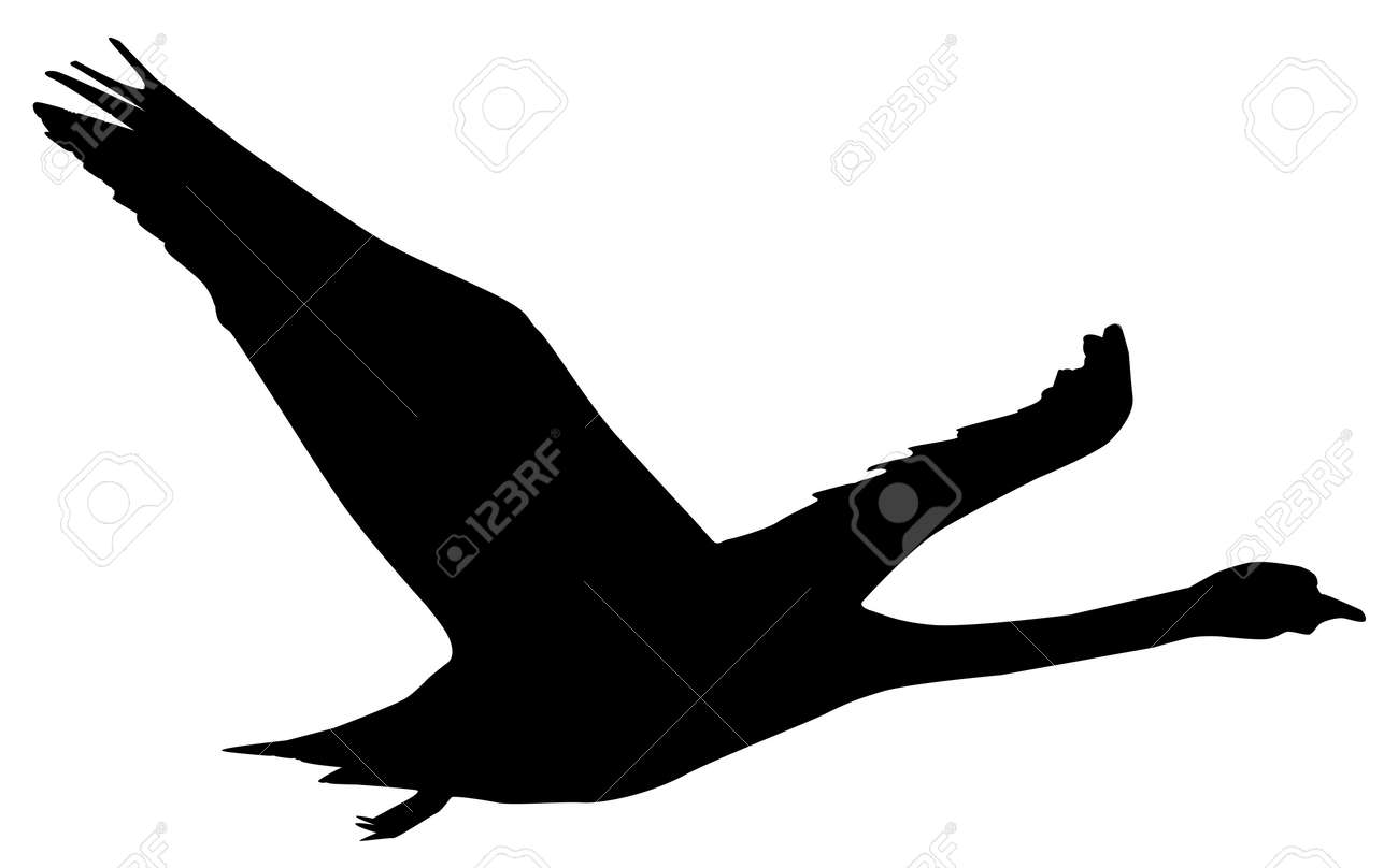 Detail Swan Flying Images Nomer 42