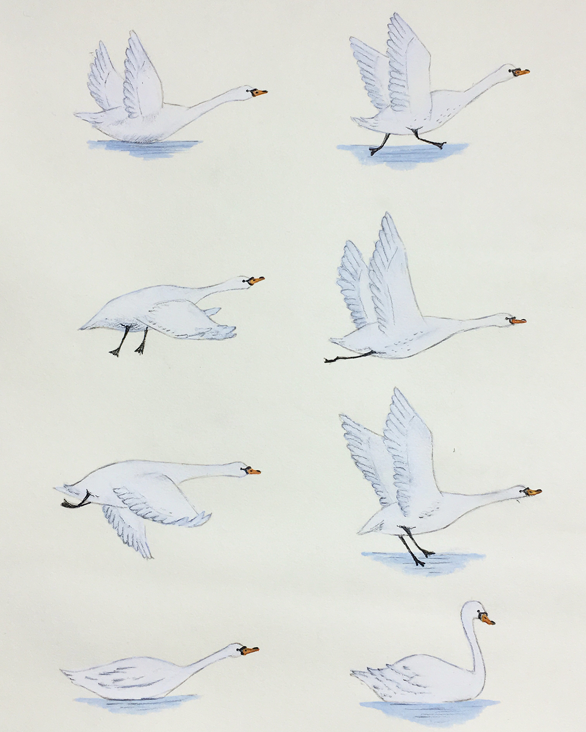 Detail Swan Flying Images Nomer 43
