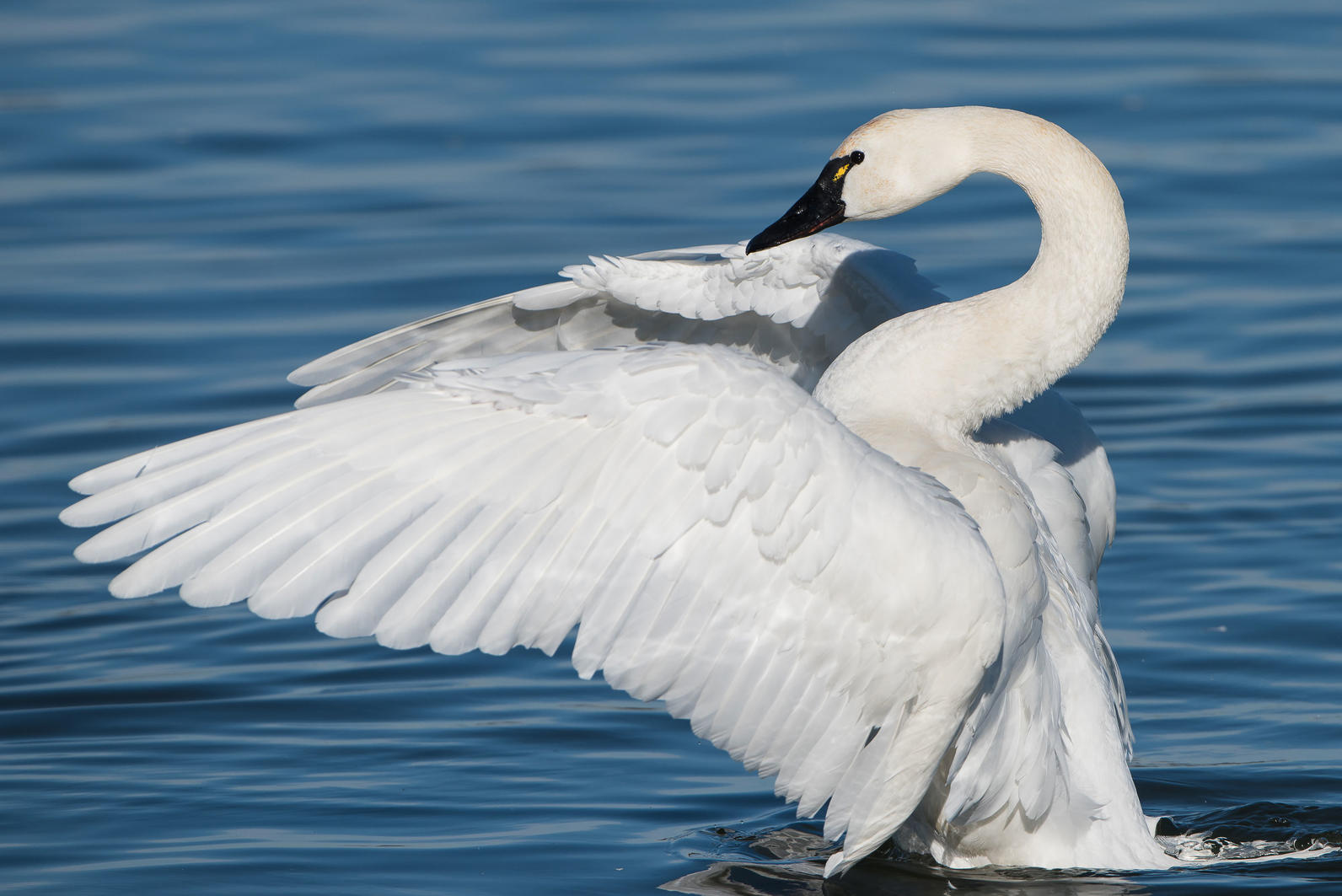 Detail Swan Flying Images Nomer 44