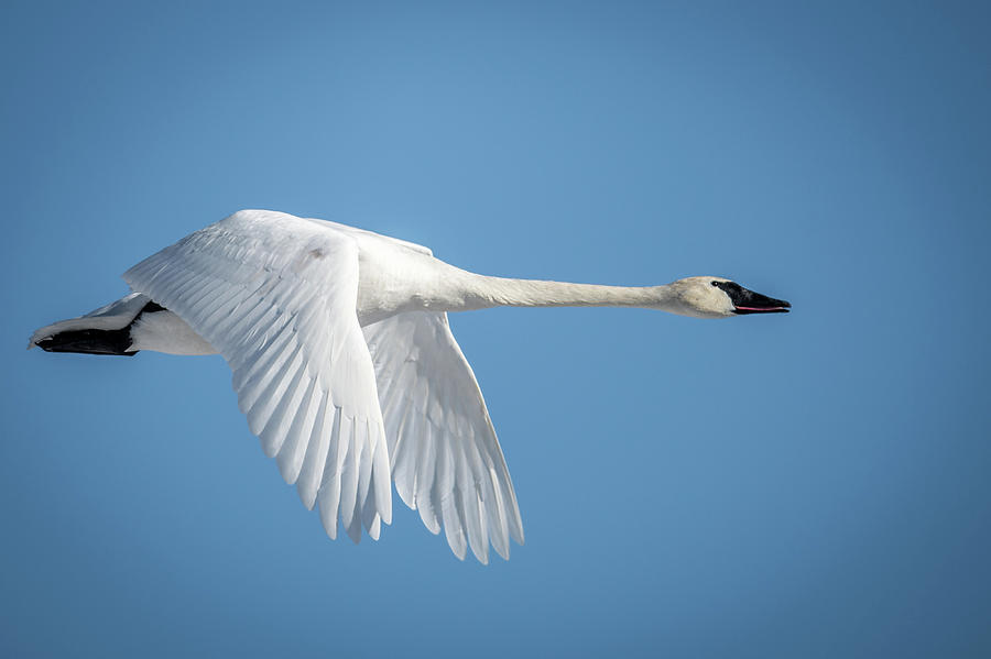 Detail Swan Flying Images Nomer 45