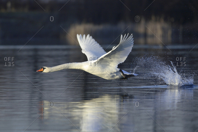 Detail Swan Flying Images Nomer 46