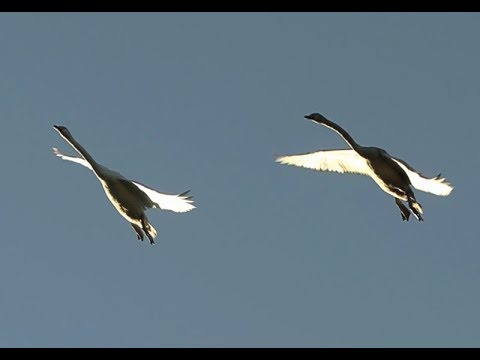 Detail Swan Flying Images Nomer 47