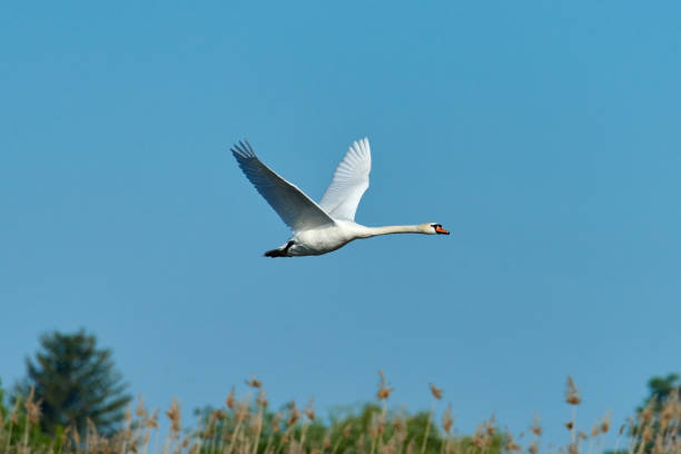 Detail Swan Flying Images Nomer 48