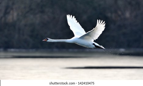 Detail Swan Flying Images Nomer 6