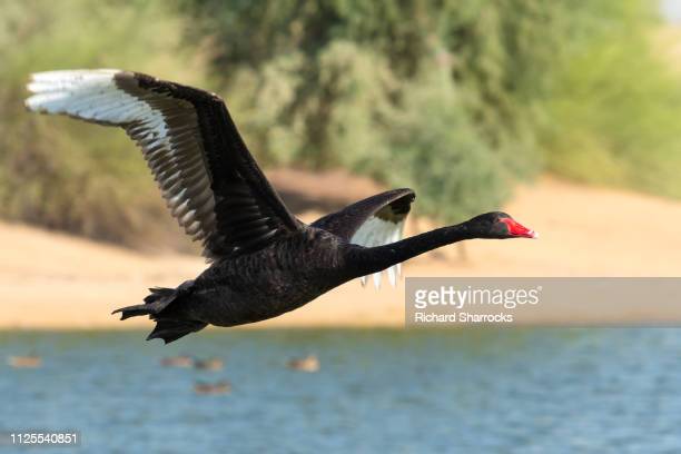 Detail Swan Flying Images Nomer 49