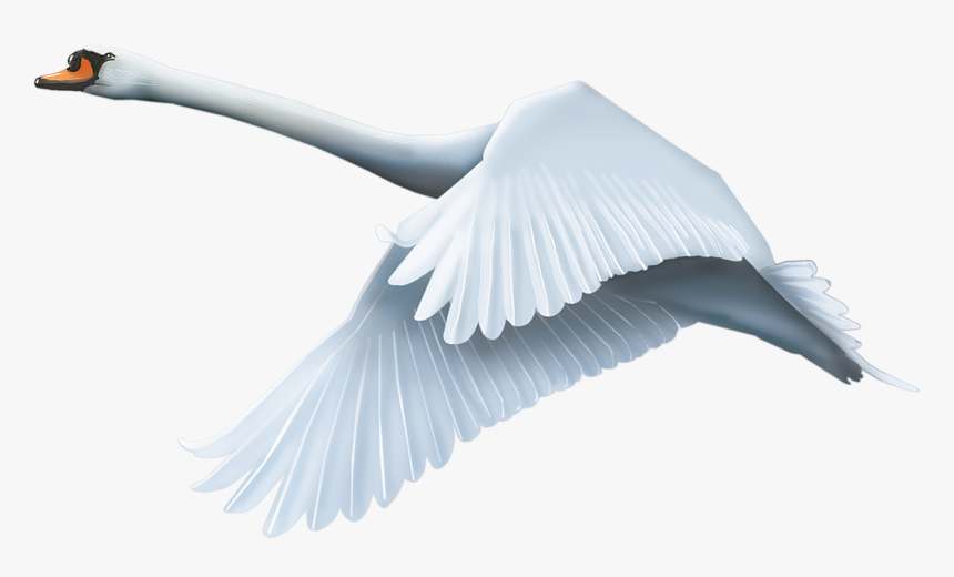 Detail Swan Flying Images Nomer 51