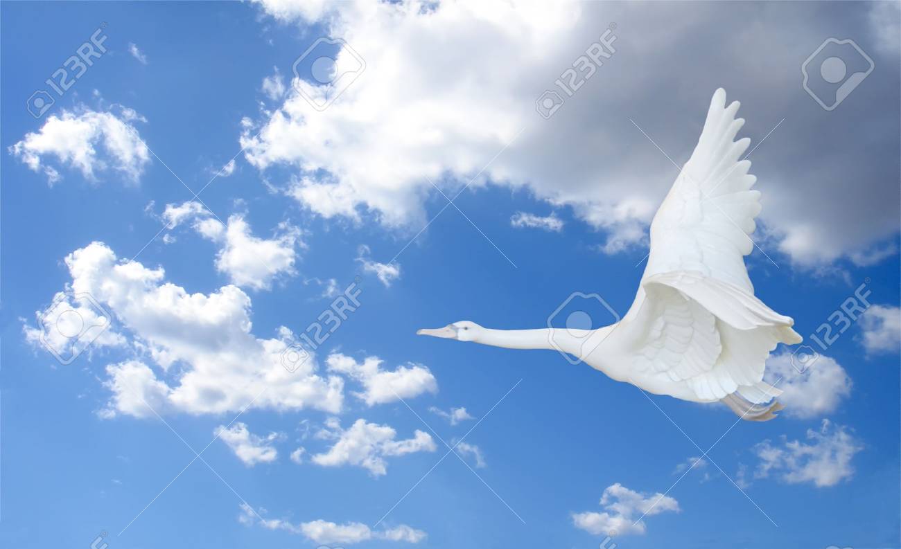 Detail Swan Flying Images Nomer 52