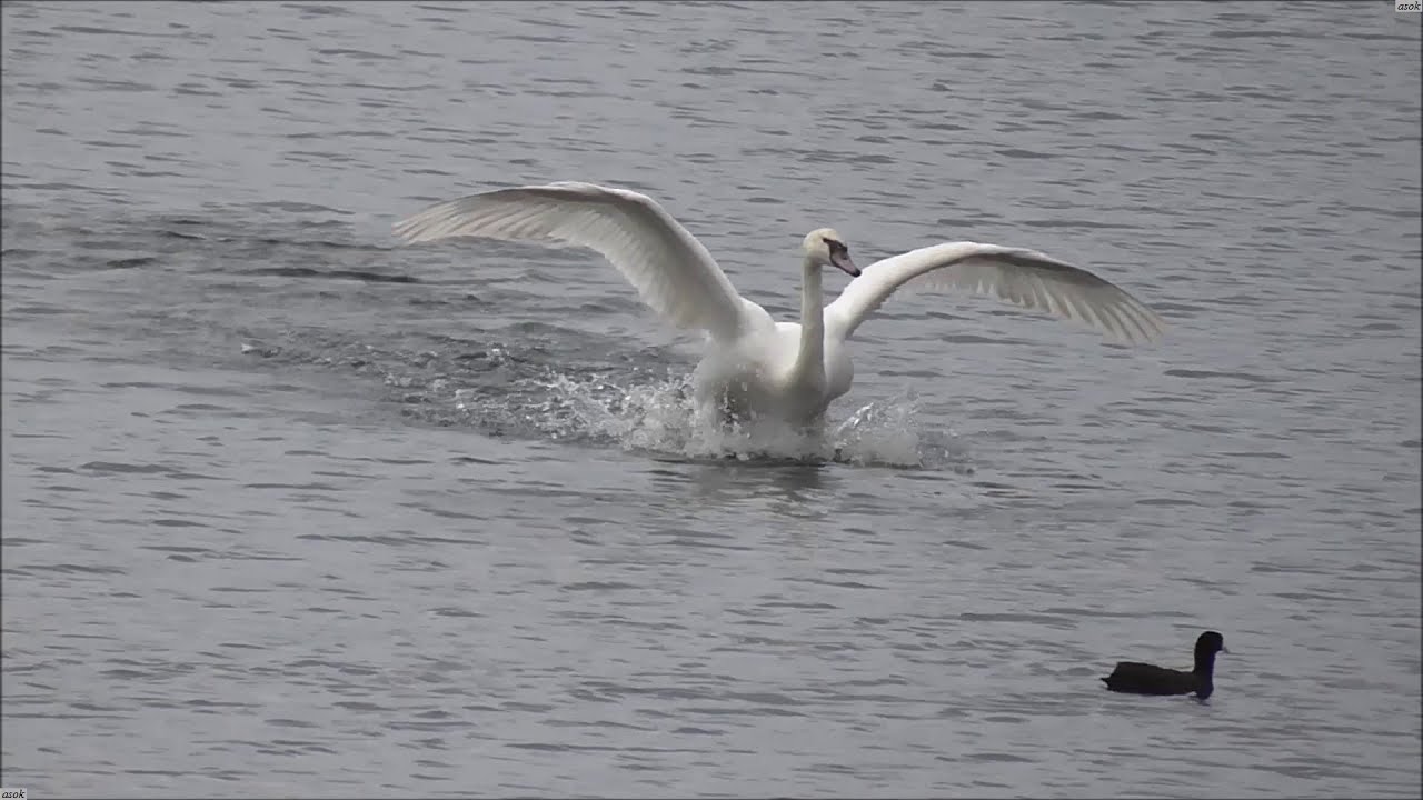 Detail Swan Flying Images Nomer 53