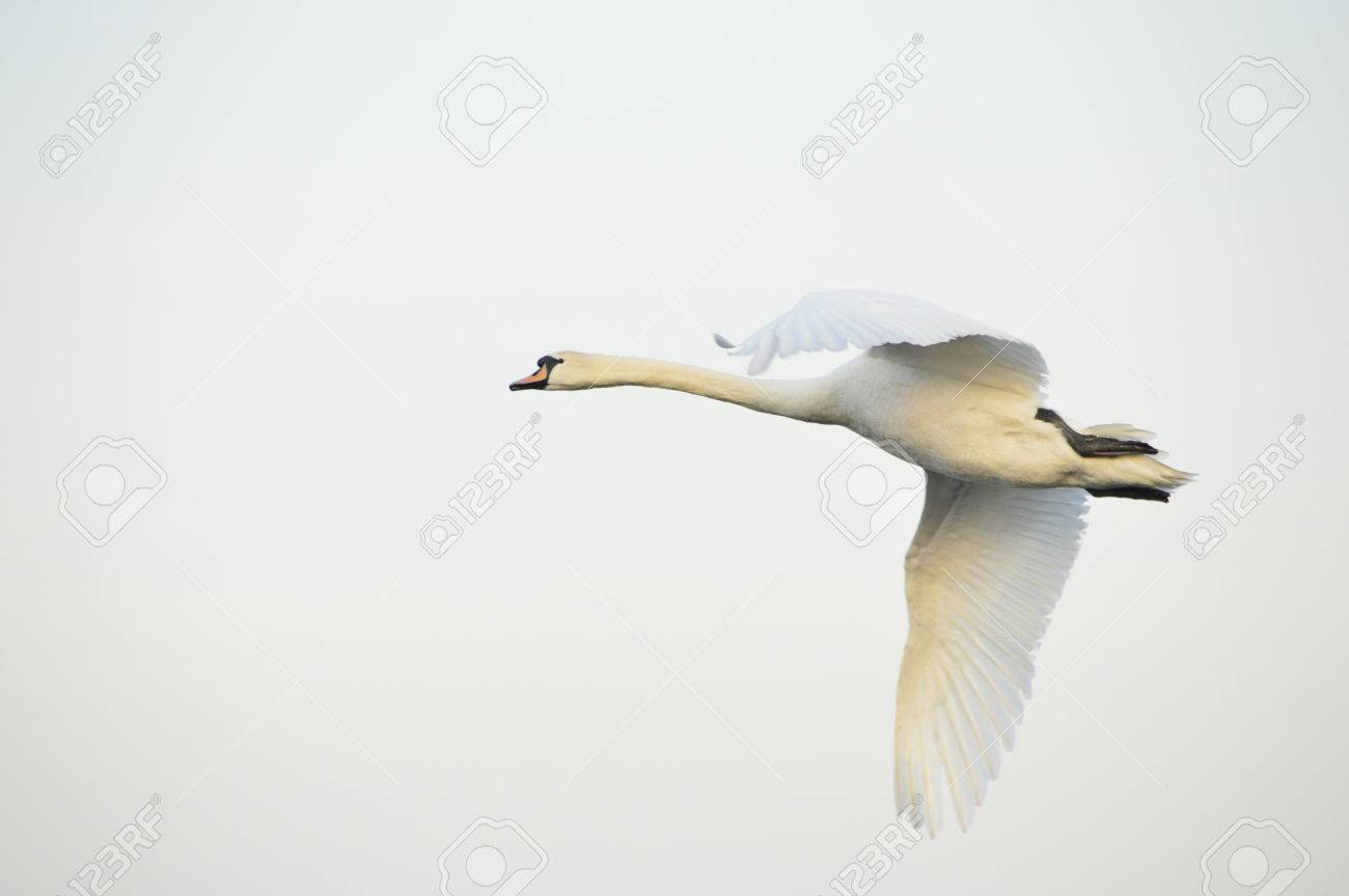 Detail Swan Flying Images Nomer 54