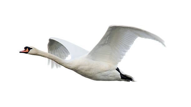 Detail Swan Flying Images Nomer 55