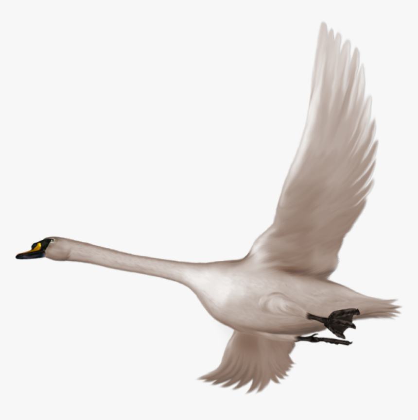 Detail Swan Flying Images Nomer 56