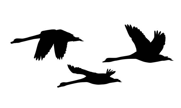 Detail Swan Flying Images Nomer 57