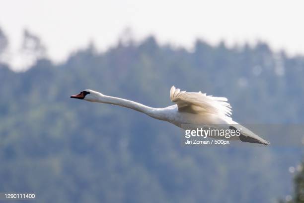 Detail Swan Flying Images Nomer 58