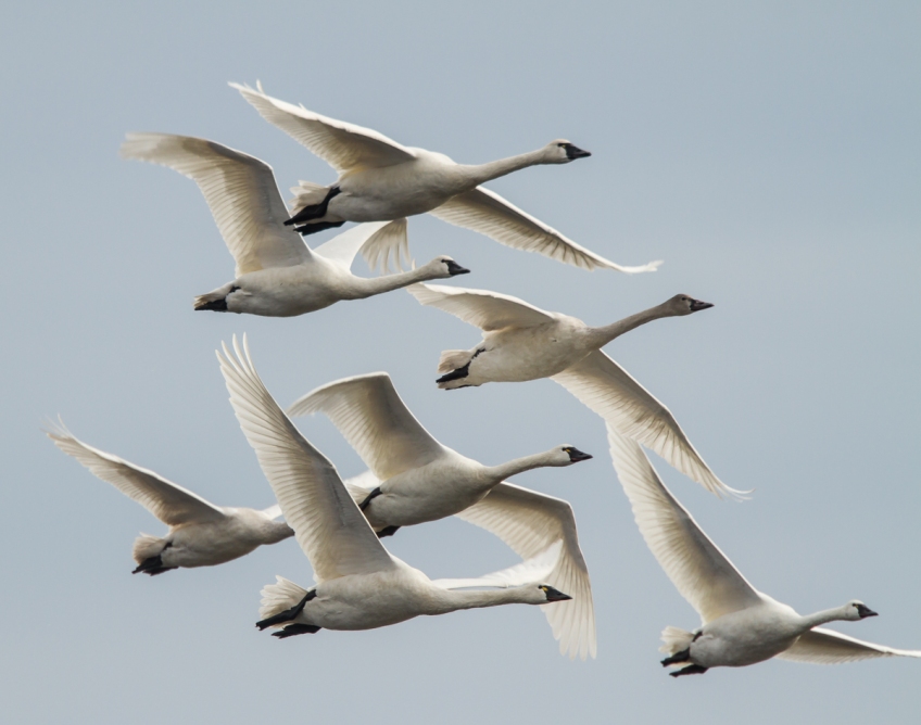Detail Swan Flying Images Nomer 7