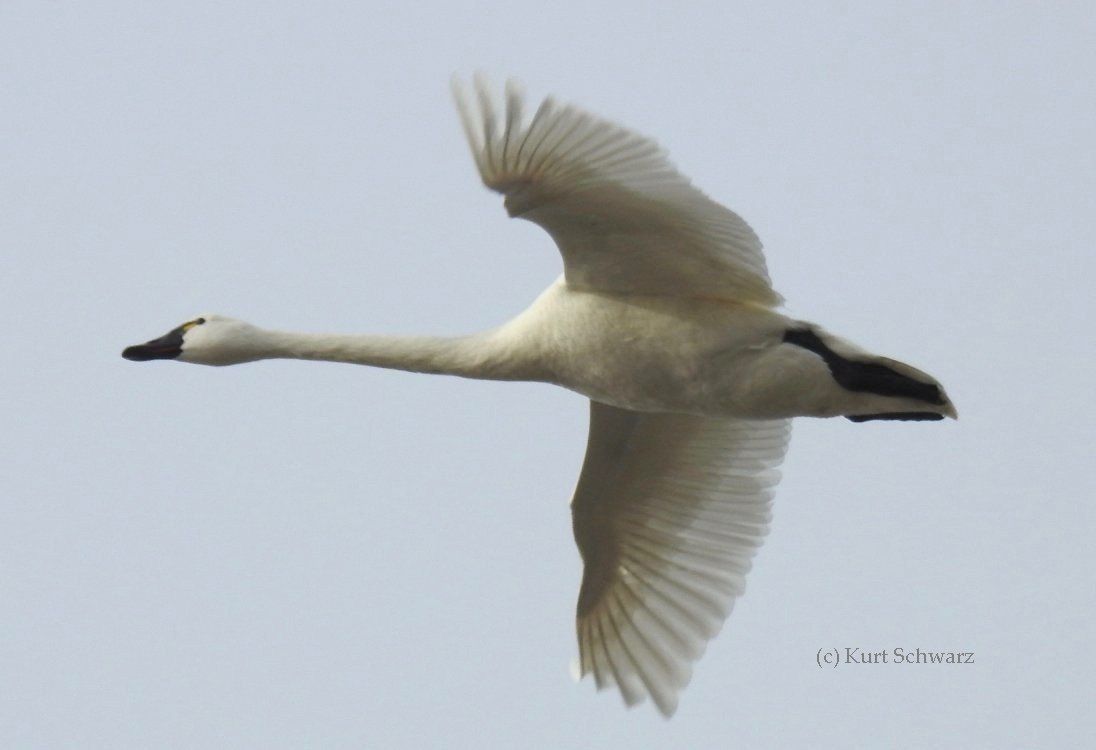 Detail Swan Flying Images Nomer 8