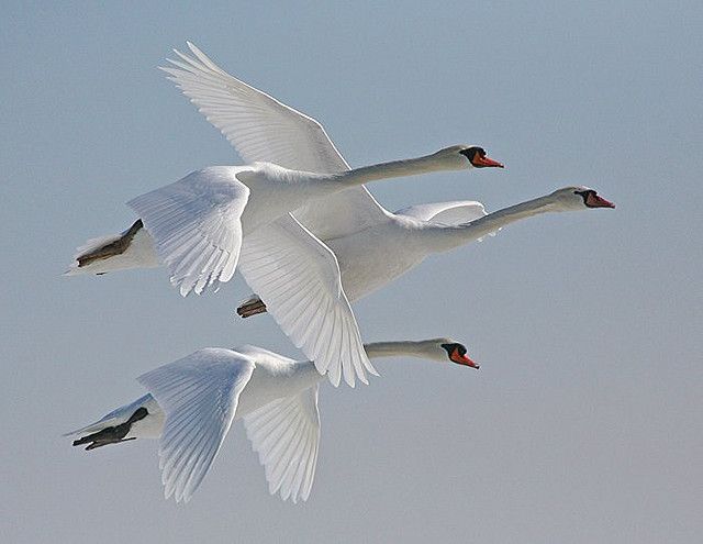 Detail Swan Flying Images Nomer 9