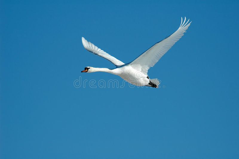 Detail Swan Flying Images Nomer 10