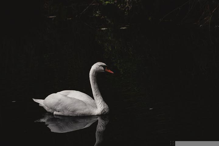 Detail Swan Pictures Free Nomer 22
