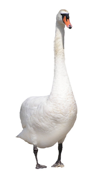 Detail Swan Pictures Free Nomer 35