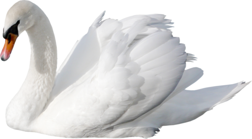 Swan Png - KibrisPDR