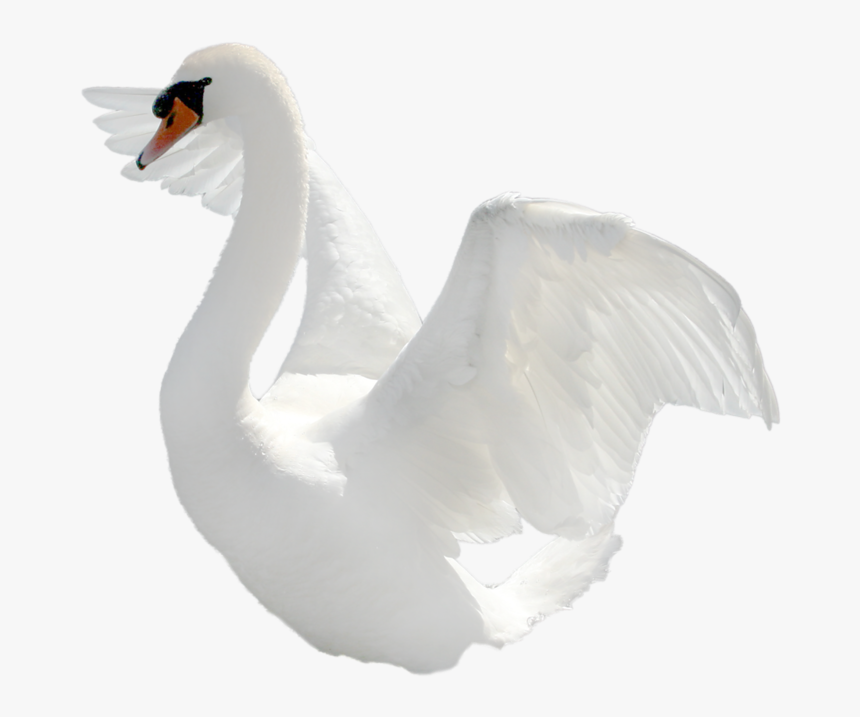 Detail Swan Png Nomer 5