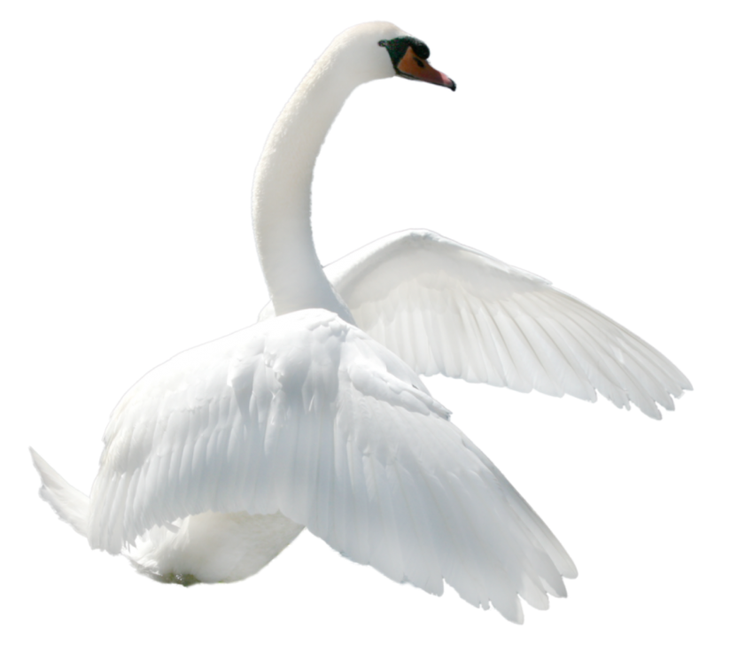 Detail Swan Png Nomer 6