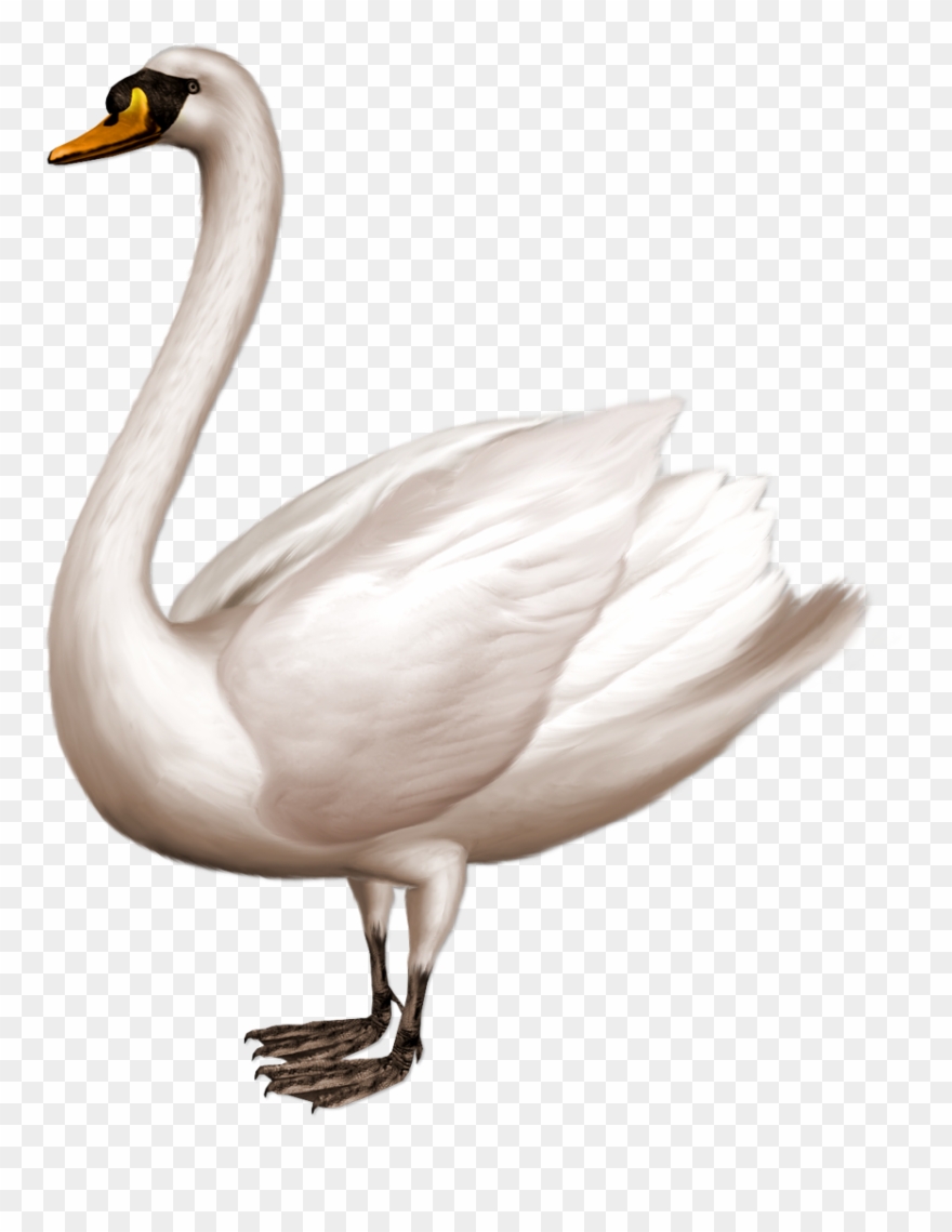Detail Swan Png Nomer 8