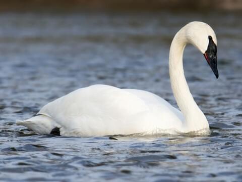 Detail Swans Birds Pictures Nomer 19