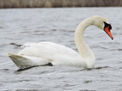 Detail Swans Birds Pictures Nomer 21