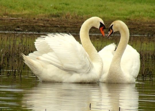 Download Swans Birds Pictures Nomer 42