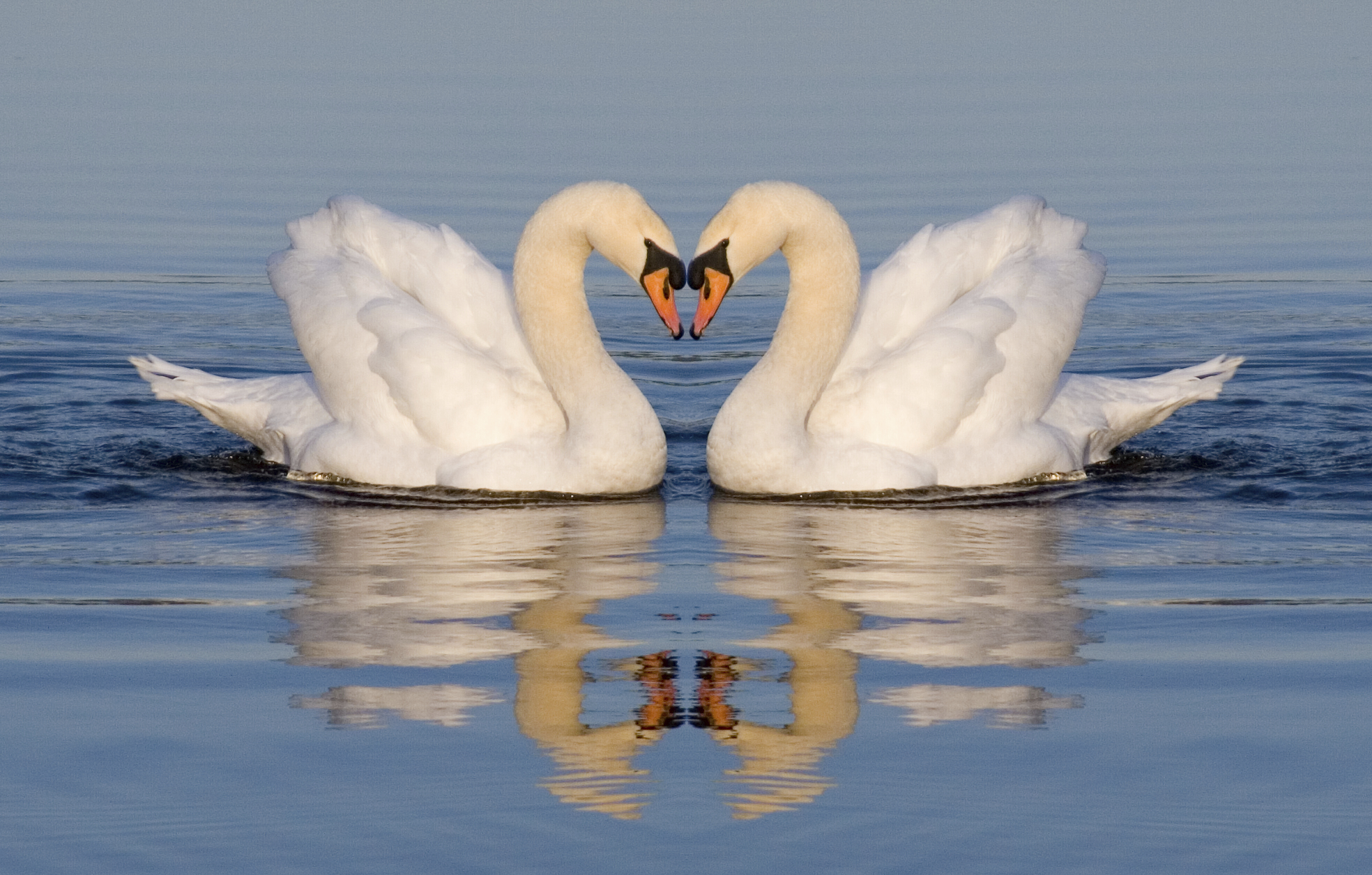 Detail Swans Images Nomer 2