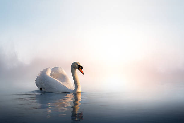 Swans Pictures Free - KibrisPDR