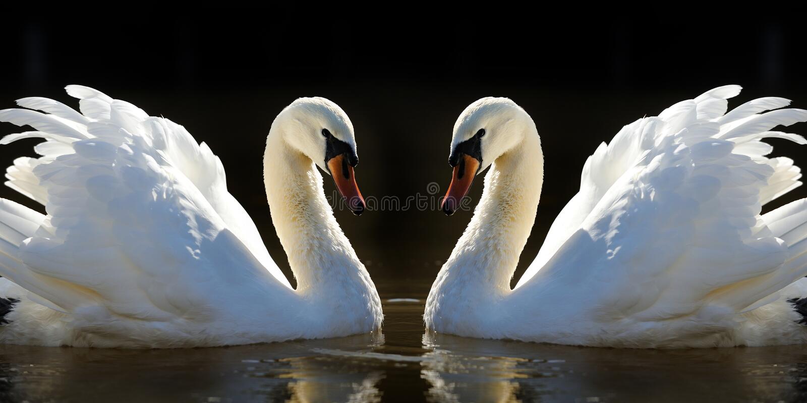 Detail Swans Pictures Free Nomer 16