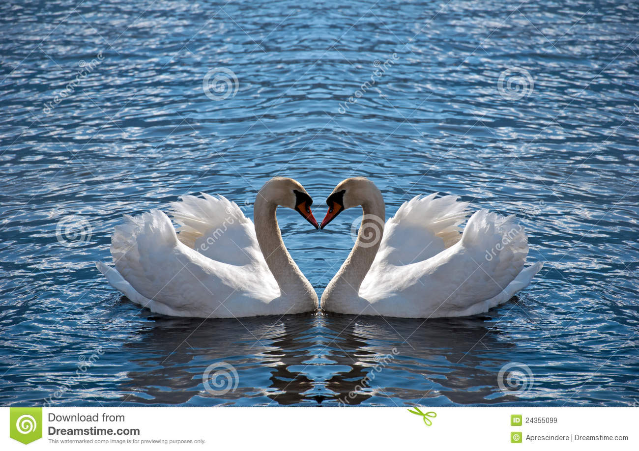 Detail Swans Pictures Free Nomer 17