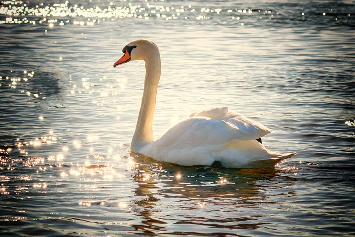 Detail Swans Pictures Free Nomer 3