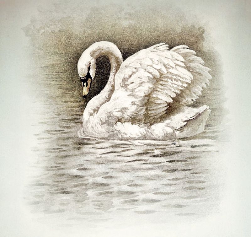 Detail Swans Pictures Free Nomer 40