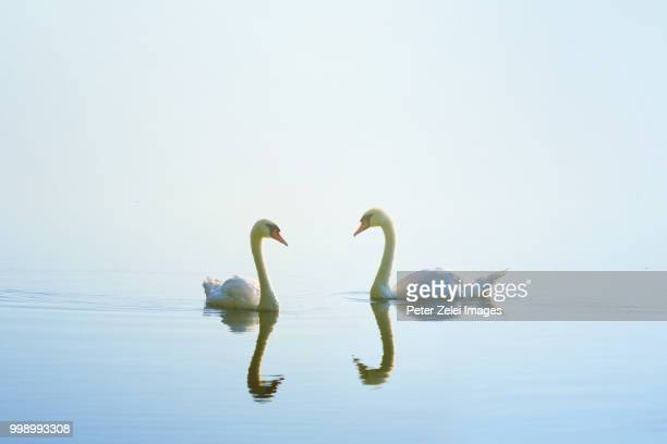 Detail Swans Pictures Free Nomer 42