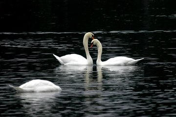 Detail Swans Pictures Free Nomer 6