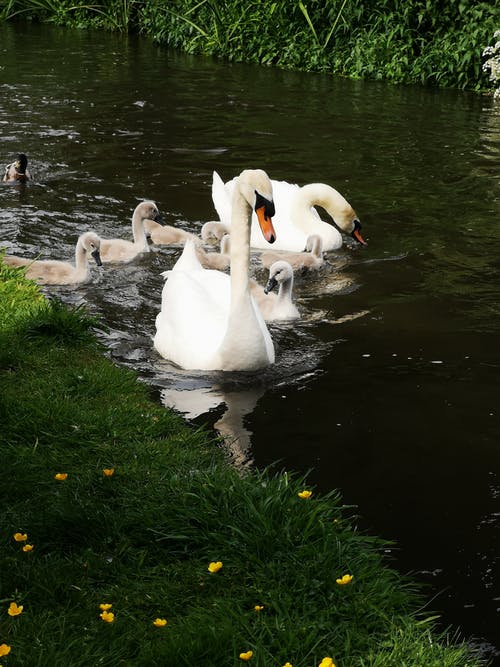 Detail Swans Pictures Free Nomer 44