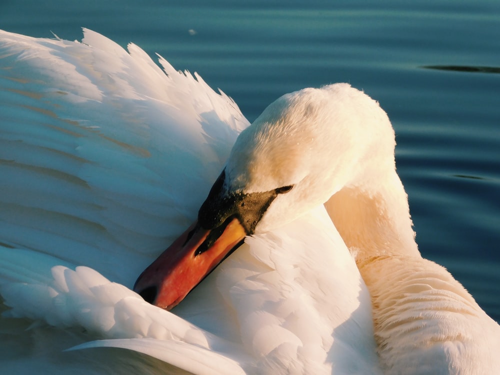 Detail Swans Pictures Free Nomer 45