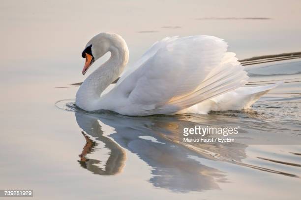 Detail Swans Pictures Free Nomer 48