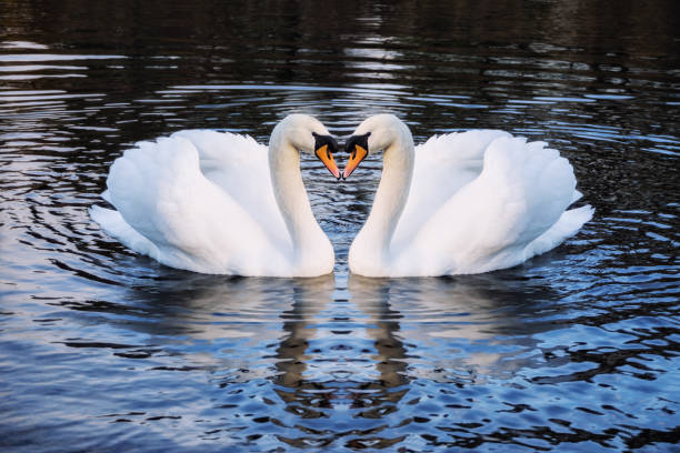 Detail Swans Pictures Free Nomer 7