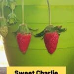 Detail Sweet Charlie Strawberry Seeds Nomer 31