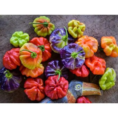 Detail Sweet Pepper Images Nomer 29